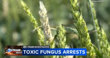 Chinese biological researchers charged with smuggling potential agroterrorism weapon to U.S., Illinois researcher weighs in