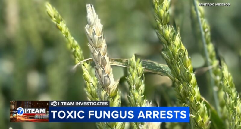 Chinese biological researchers charged with smuggling potential agroterrorism weapon to U.S., Illinois researcher weighs in