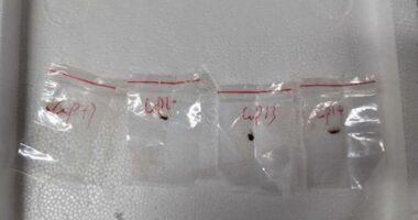 Chinese pair accused of smuggling 'dangerous biological pathogen' into US