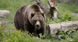 Dental Troubles Are a'Bruin, but This Big Patient Can Bear It