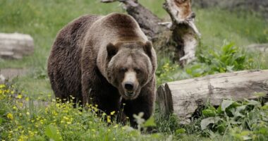 Dental Troubles Are a'Bruin, but This Big Patient Can Bear It