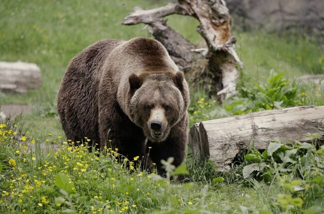 Dental Troubles Are a'Bruin, but This Big Patient Can Bear It