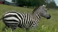 Escaped zebra caught on camera running along busy Tennessee roadway as chaos forces lane closures