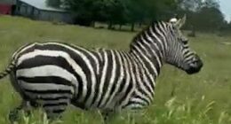 Escaped zebra caught on camera running along busy Tennessee roadway as chaos forces lane closures