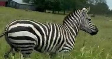 Escaped zebra caught on camera running along busy Tennessee roadway as chaos forces lane closures