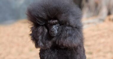 Exec who ‘stole £1m before going on run and faking death in Majorca where she was exposed by giant poodle’ faces court
