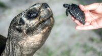 Galapagos tortoise Goliath celebrates his 135th birthday and his first Father's Day at Zoo Miami