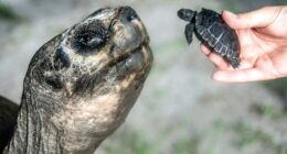 Galapagos tortoise Goliath celebrates his 135th birthday and his first Father's Day at Zoo Miami