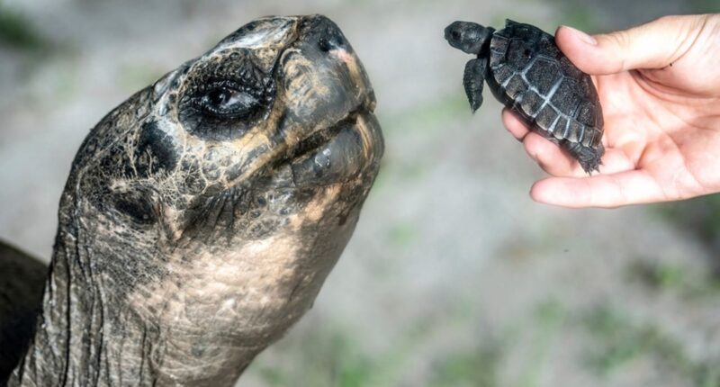 Galapagos tortoise Goliath celebrates his 135th birthday and his first Father's Day at Zoo Miami