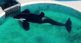 Harrowing plight of world's loneliest killer whales and dolphins: Tragic stories behind majestic sea creatures neglected and abused in marine parks