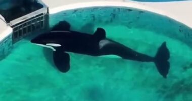 Harrowing plight of world's loneliest killer whales and dolphins: Tragic stories behind majestic sea creatures neglected and abused in marine parks