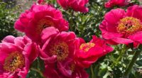 Historic university garden vandalized in apparent anti-Israel statement: 'Don't waste your tears'