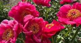 Historic university garden vandalized in apparent anti-Israel statement: 'Don't waste your tears'
