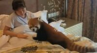 Hotel slammed for using endangered red pandas to wake up guests by letting cuddly critters crawl into their beds