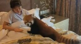 Hotel slammed for using endangered red pandas to wake up guests by letting cuddly critters crawl into their beds