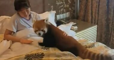 Hotel slammed for using endangered red pandas to wake up guests by letting cuddly critters crawl into their beds