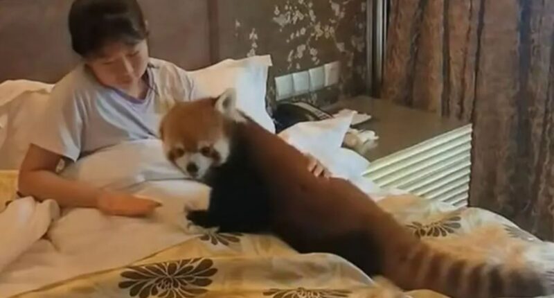 Hotel slammed for using endangered red pandas to wake up guests by letting cuddly critters crawl into their beds