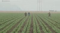 ICE agents chase after farmworkers as they flee fields during latest raid in Ventura County, California