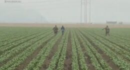 ICE agents chase after farmworkers as they flee fields during latest raid in Ventura County, California