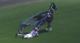 Jockey is hailed as a hero for saving her horse with an incredibly brave act that saw her get dragged around a racetrack