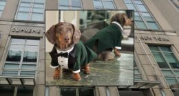 Judge rules that dog's family can seek emotional damages