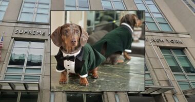 Judge rules that dog's family can seek emotional damages