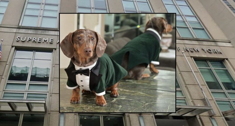 Judge rules that dog's family can seek emotional damages
