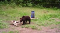 Lithuanian hunters refuse a government request to shoot a wild bear in the capital