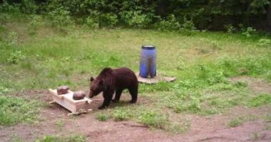 Lithuanian hunters refuse a government request to shoot a wild bear in the capital