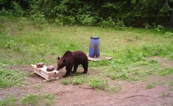 Lithuanian hunters refuse a government request to shoot a wild bear in the capital