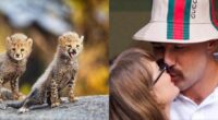 Love Story in the Wild: Cheetah Cubs Taylor Swift And Travis Kelce Are Inseparable