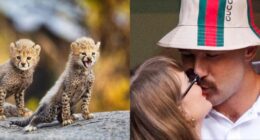 Love Story in the Wild: Cheetah Cubs Taylor Swift And Travis Kelce Are Inseparable