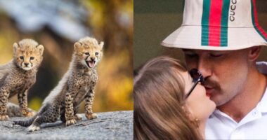 Love Story in the Wild: Cheetah Cubs Taylor Swift And Travis Kelce Are Inseparable