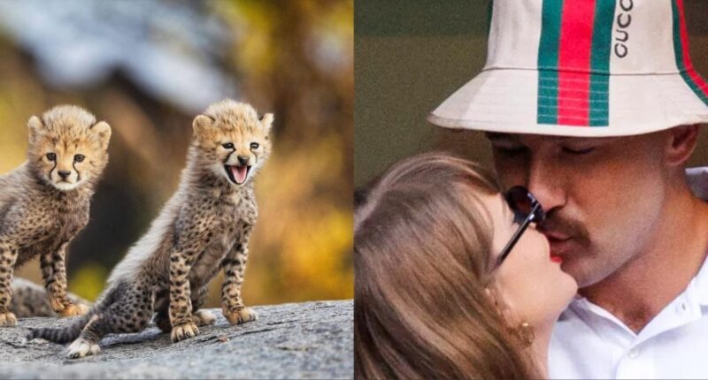Love Story in the Wild: Cheetah Cubs Taylor Swift And Travis Kelce Are Inseparable