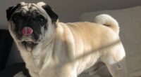 Machete-wielding robbers broke into our home and stole £20k in jewellery and watches but we don't care about any of that... they took our DOG