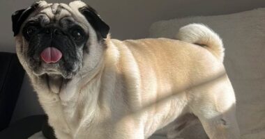 Machete-wielding robbers broke into our home and stole £20k in jewellery and watches but we don't care about any of that... they took our DOG