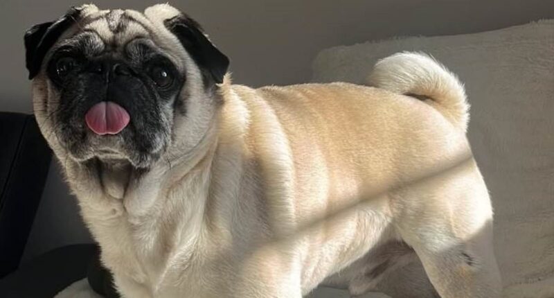 Machete-wielding robbers broke into our home and stole £20k in jewellery and watches but we don't care about any of that... they took our DOG
