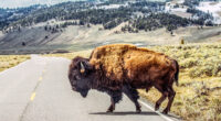 Man GORED by wild bison at national park in front of horrified tourists after he made glaring mistake near beast
