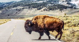 Man GORED by wild bison at national park in front of horrified tourists after he made glaring mistake near beast