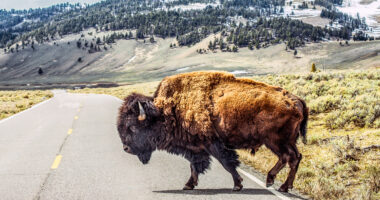Man GORED by wild bison at national park in front of horrified tourists after he made glaring mistake near beast