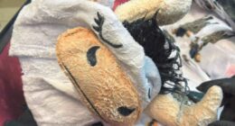 Meth-covered cow onesie in luggage smuggler admits guilt