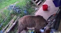 Moment escaped bears eat a WEEK's worth of honey after breaking free from Devon wildlife enclosure