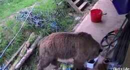 Moment escaped bears eat a WEEK's worth of honey after breaking free from Devon wildlife enclosure
