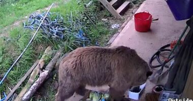 Moment escaped bears eat a WEEK's worth of honey after breaking free from Devon wildlife enclosure