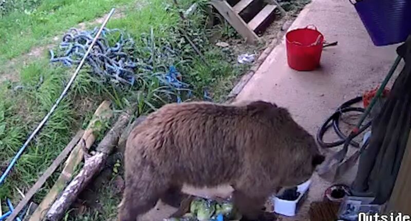 Moment escaped bears eat a WEEK's worth of honey after breaking free from Devon wildlife enclosure