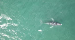 The unusual movements of an entangled humpback whale off ﻿the coast of New South Wales have been a cause of concern for rescue teams.