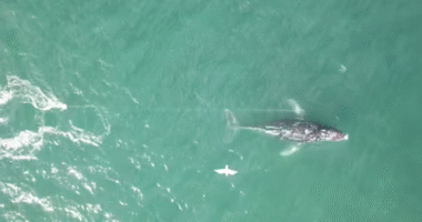 The unusual movements of an entangled humpback whale off ﻿the coast of New South Wales have been a cause of concern for rescue teams.