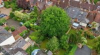 Our neighbour's massive 'Jack and the Beanstalk' tree could crush our homes - but we are BANNED from cutting it down