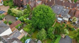 Our neighbour's massive 'Jack and the Beanstalk' tree could crush our homes - but we are BANNED from cutting it down