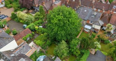 Our neighbour's massive 'Jack and the Beanstalk' tree could crush our homes - but we are BANNED from cutting it down